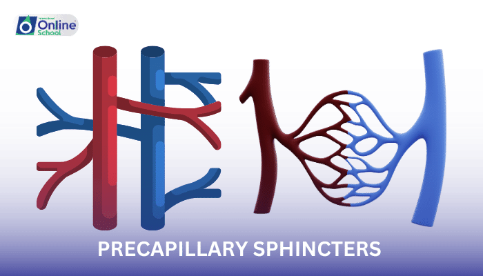 Lesson 09: Precapillary Sphincters and Blood Flow